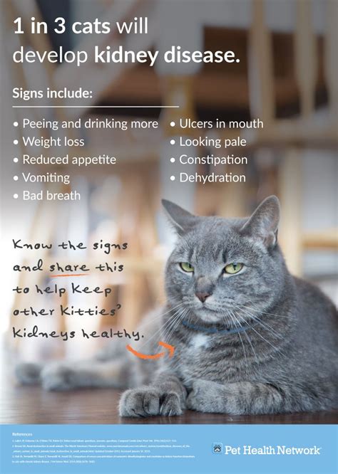 Understanding kidney disease in cats and when to euthanize can be particularly challenging, because of the fluctuating symptoms and the gradual progression of the disease. 6 Surprising Facts About Kidney Disease in Cats | Cat ...
