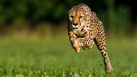 Top 10 Fastest Animal On Earth Youtube