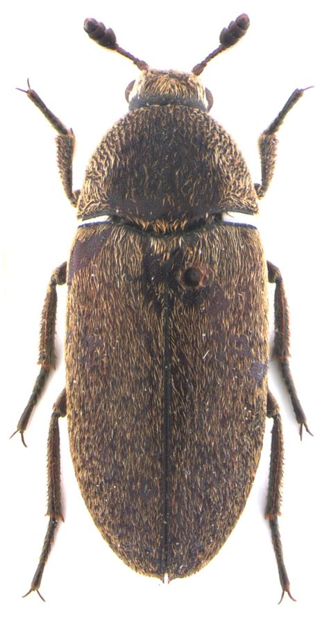 dermestes maculatus de geer 1774 cicrp