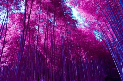Wallpaper Arashiyama Bamboo Grove Purple Leaves Trees Forest Scenic