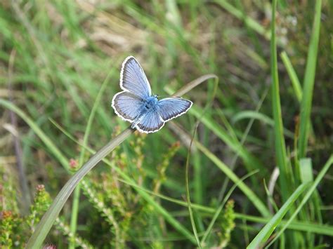 Silver Studded Blue Morden Bog Dorset Butterflies
