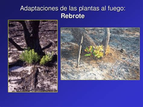 Ecología Del Fuego Y Los Efectos Del Fuego