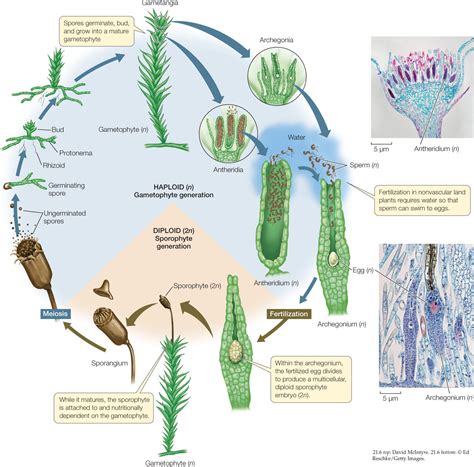 Moss Life Cycle Labeled