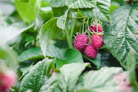 How To Grow Raspberries From Seed Full Raspberry Seeds Growing Guides