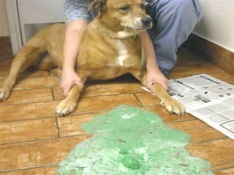 Veterinary Practice Why Dogs Vomit