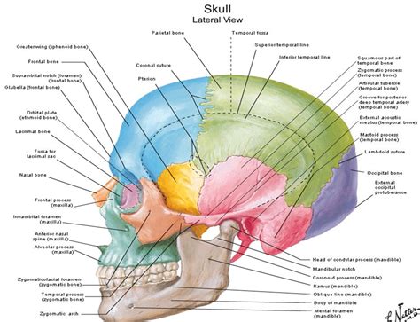 The skull is a bony structure that supports the face and forms a protective cavity for the brain. Human Anatomy Diagram Of Skull With Radiographic Land ...
