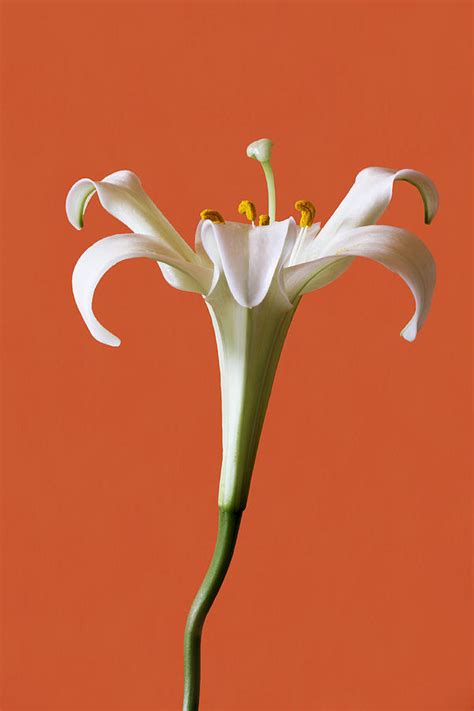 White Lily Photograph By Marina Kojukhova