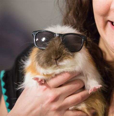Psbattle This Fat Guinea Pig With Sunglasses Photoshopbattles