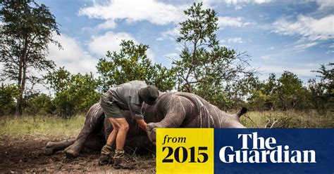 Rhino Poaching In South Africa At Record Levels Following 18 Rise In