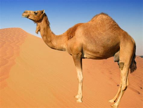 The Camel Everything Tmey