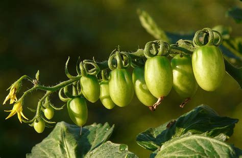 Wild Tomato Traits Obtained With Crispr And Protoplast Regeneration