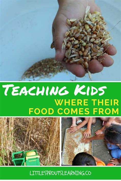 Teaching Kids Where Their Food Comes From Little Sprouts