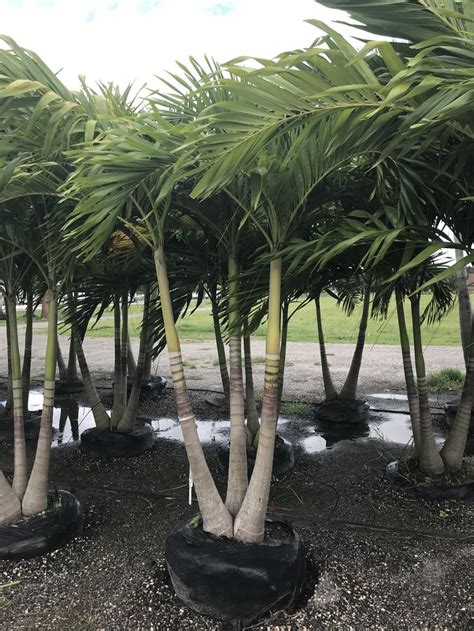 Triple Christmas Palm Florida Plants Palm