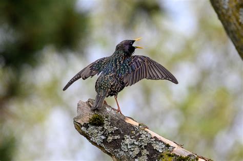 How To Get Rid Of Starlings 10 Effective Ways To Keeping Pesky Birds Away