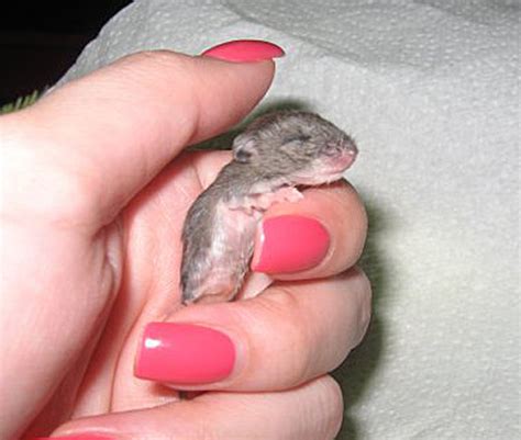 Eek Dont Freak These Baby Mice Are Adorable Baby Animal Zoo