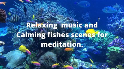 Relaxing Music And Calming Fishes Scenes For Meditation Youtube
