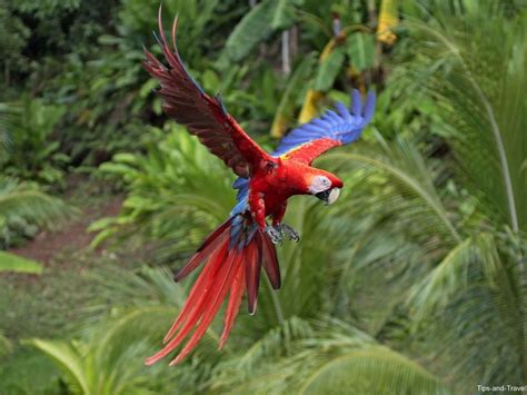 La Fauna De Costa Rica Parte Tips And Travel