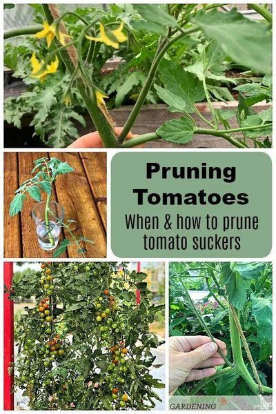 Tomato Plant Suckers When And How To Prune Tomato Plants In 2020