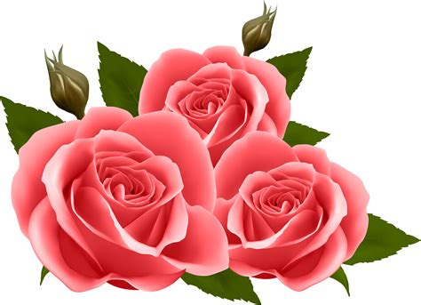 Roses Png Images Roses Png Images Transparent Free For Download On Riset