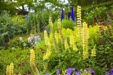 Cultivated Garden With Lots Of Interesting Plants Stock Image Image