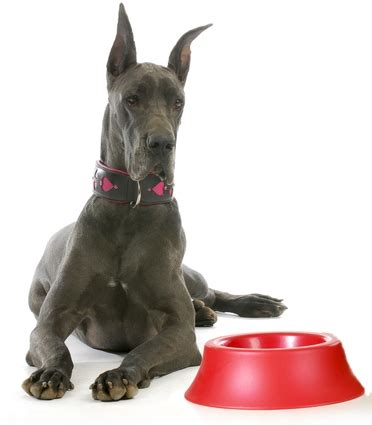 The recommended protein content for great dane puppies is no more than 26% crude protein. Best Dog Food for Great Danes: 6 Vet Recommended Brands