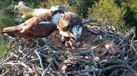 Perthshire Osprey Pair Successfully Hatch First Two Eggs Daily Record