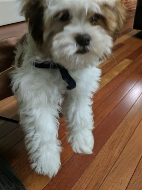 Posted on november 27, 2019 (december 19, 2019) by puppies.info. Shih Tzu Puppies For Sale | New Brunswick, NJ #304282