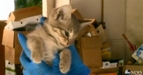 Kitten Miraculously Survives 1000 Mile Trip In Cars Engine Compartment New York Daily News