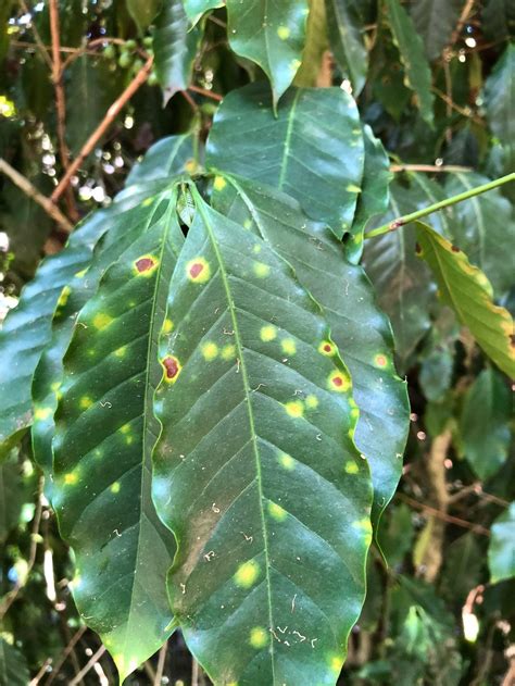 Coffee Leaf Rust Discovered On All Major Islands Of Hawaiidaily Coffee