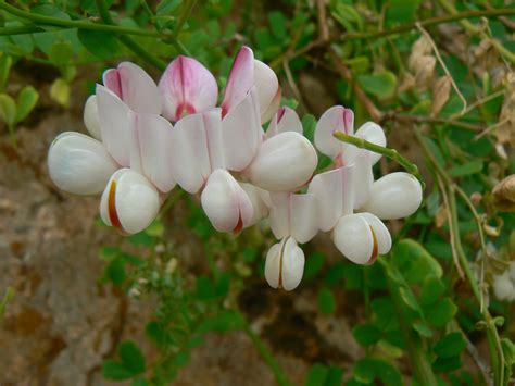 Coronilla Viminalis Plant Biodiversity Of South Western Morocco