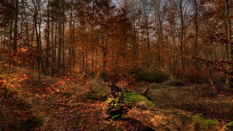 Achtergronden Een Blad Herfst Natuur Bossen Bomen 1920x1080