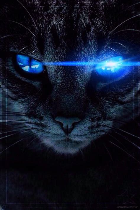 Black Cat Blue Eyes Hd Phone Wallpaper Pxfuel