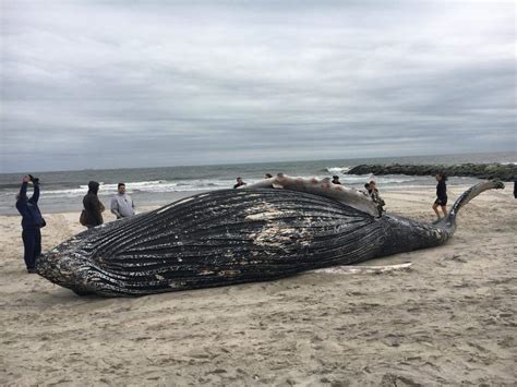 Photos Humpback Whale Washes Up On Long Beach Fire Island And Beyond