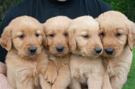 Thanks for your feedback, kelly! 5 Male Petite Golden Retriever Puppies for Sale in ...