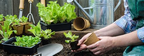 How To Start A Permaculture Garden Beginners Guide Grocycle