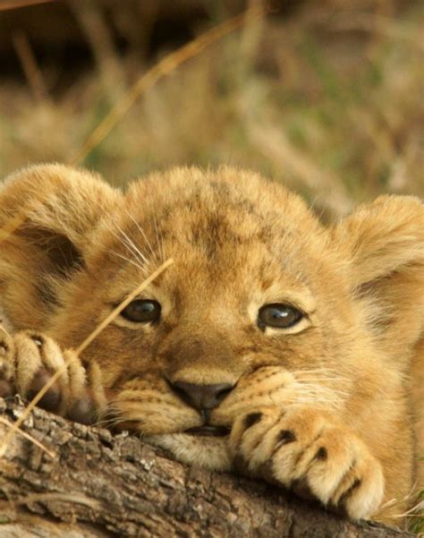 What A Very Cute Baby Lion Komik Hayvanlar Büyük Kediler Hayvan