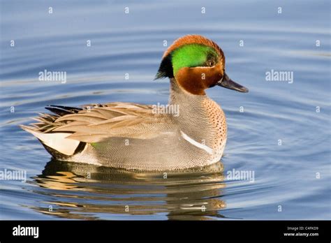 Male Green Winged Teal Duck With Head Feathers Raised In Back As Part