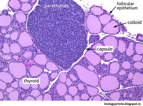Biology Write Up Biology Articles Thyroid Gland Location Anatomy
