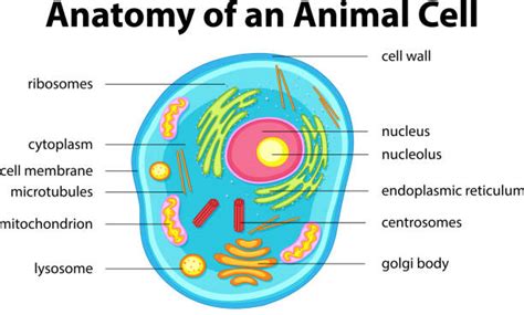Royalty Free Plant Cell Organelle Clip Art Vector Images