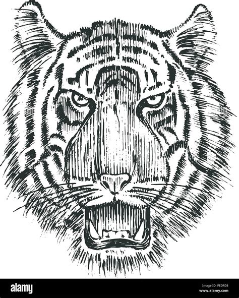 Tiger Face Sketch Tattoo