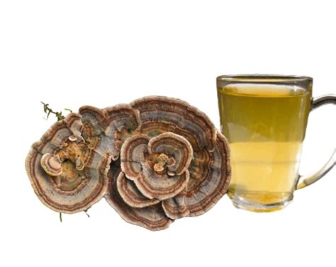turkey tail mushroom tea benefits and recipes drug genius