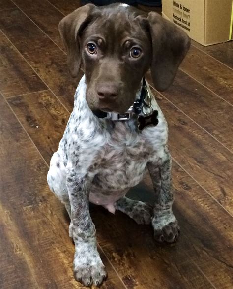 Please contact start to finish bird dog training/mark pace for the most up to date availability on the puppies. Pin by Mosse on Our puppy Diesel :) | German shorthaired pointer, Gsp puppies, Puppies and kitties