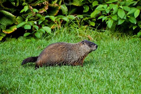 8 Ideas For How To Get Rid Of Groundhogs