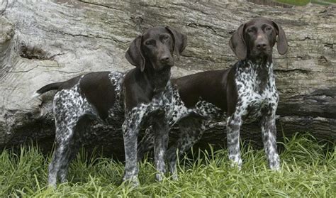 Everything You Want To Know About German Shorthaired Pointers Including