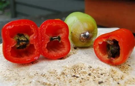 Wet Year Tomato Troubles The Plot Sickens A Way To Garden