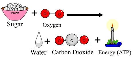 Cellular respiration is a chemical reaction in which glucose is broken down in the presence of oxygen, releasing chemical energy and producing carbon dioxide and water as waste products 7th Grade Life Science