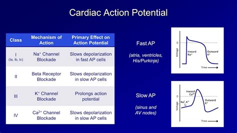 Cardiac Action Potential Drugs