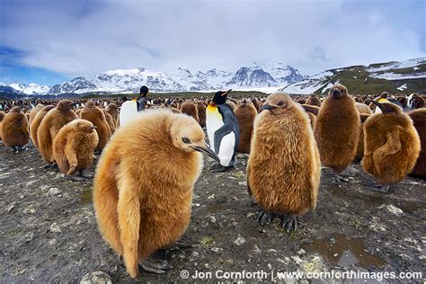 King Penguins Archives Cornforth Images