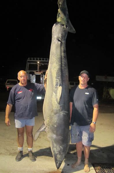 Kenneth higginbotham is on facebook. International Fishing News: AUSTRALIA: massive mako shark caught