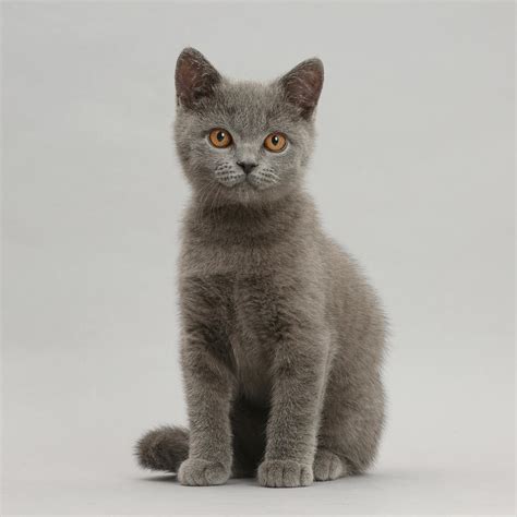 Blue British Shorthair Kitten Photograph By Mark Taylor Pixels
